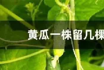 黄瓜一株留几棵苗