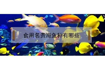 食用名贵海鱼种有哪些