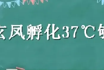 玄凤孵化37℃够了嘛