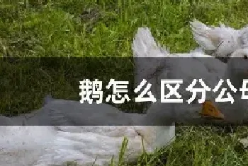 鹅怎么区分公母