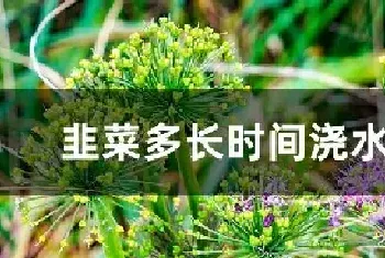 韭菜多长时间浇水一次