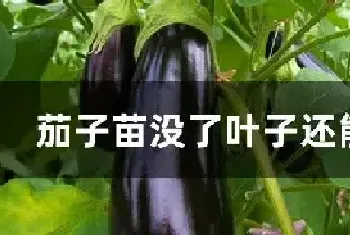 茄子苗没了叶子还能活吗