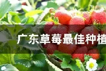 广东草莓最佳种植时间