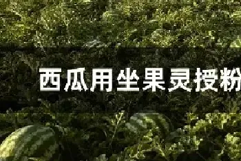 西瓜用坐果灵授粉技术