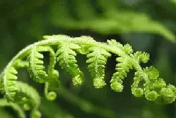 哪些植物不需要阳光？这些植物有哪些特征？