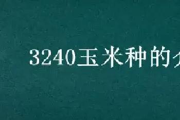 3240玉米种的介绍