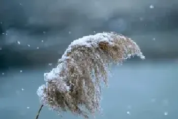 专治芦苇和茅草用什么除草剂