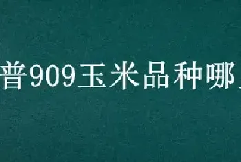 瑞普909玉米品种哪里有卖的