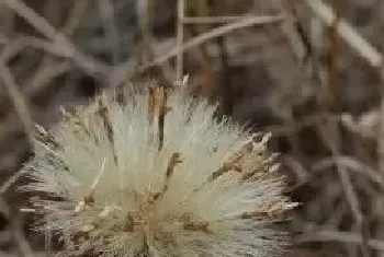 老蒲公英的功效与作用 老蒲公英的药用价值