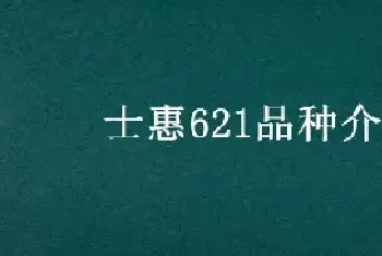 士惠621品种介绍