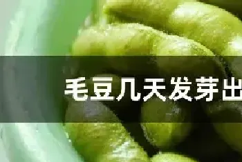 毛豆几天发芽出土