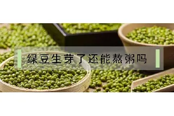 绿豆生芽了还能熬粥吗