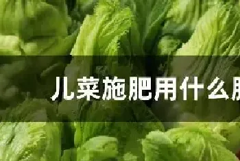 儿菜施肥用什么肥料