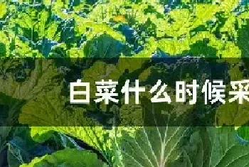 白菜什么时候采摘