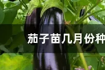 茄子苗几月份种植