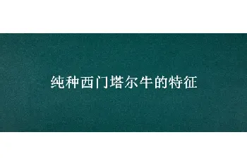 纯种西门塔尔牛的特征