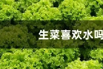 生菜喜欢水吗