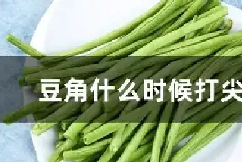 豆角什么时候打尖最好