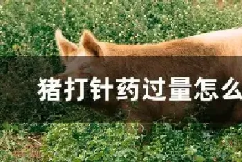 猪打针药过量怎么解救