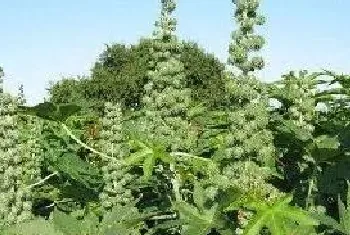 蓖麻收购价多少钱一斤？蓖麻用途及种植前景分析