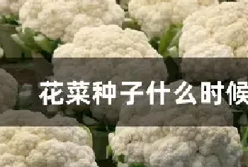 花菜种子什么时候播种