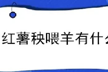 红薯秧喂羊有什么效果