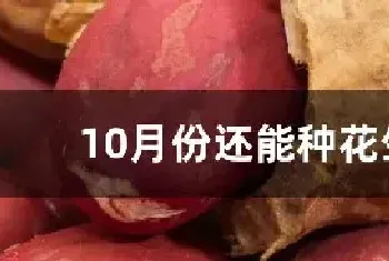 10月份还能种花生吗