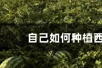 自己如何种植西瓜