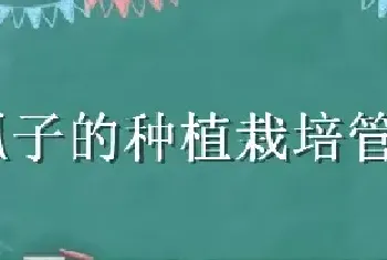 瓠子的种植栽培管理技术