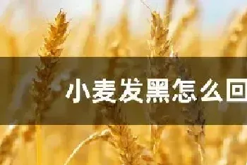 小麦发黑怎么回事