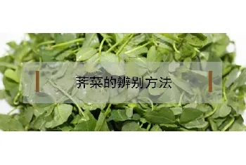 荠菜的辨别方法