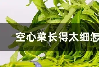 空心菜长得太细怎么办