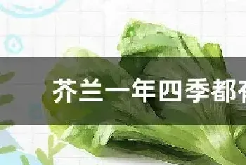 芥兰一年四季都有吗