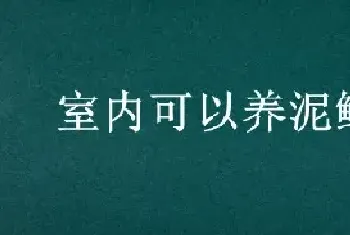 室内可以养泥鳅吗