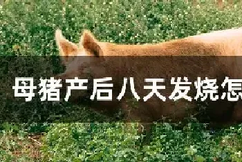 母猪产后八天发烧怎么治疗