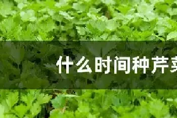 什么时间种芹菜