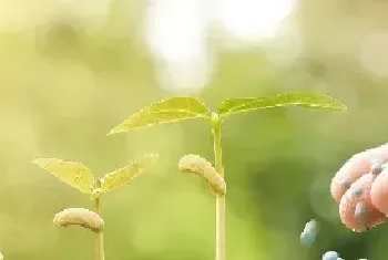 夏季农作物施肥要注意哪些？