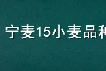 宁麦15小麦品种介绍