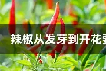 辣椒从发芽到开花要多久