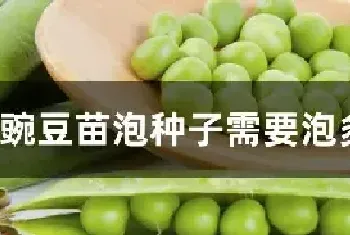 豌豆苗泡种子需要泡多长时间