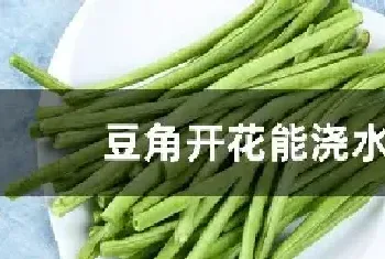 豆角开花能浇水吗