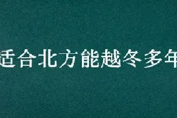 适合北方能越冬多年生牧草