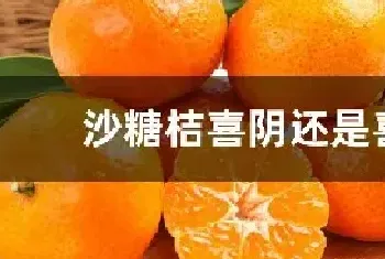 沙糖桔喜阴还是喜阳