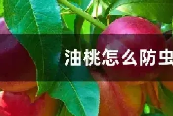 油桃怎么防虫