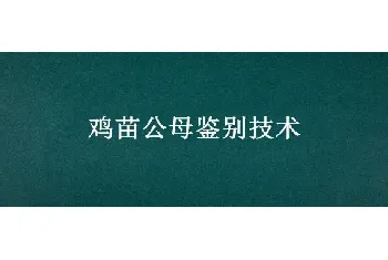 鸡苗公母鉴别技术