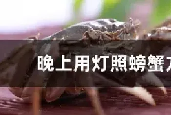 晚上用灯照螃蟹方法