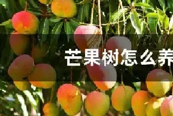 芒果树怎么养