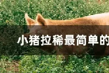 小猪拉稀最简单的方法