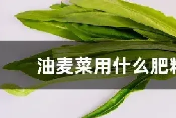 油麦菜用什么肥料好