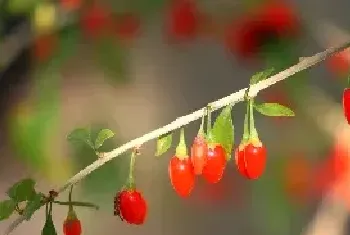 枸杞的功效，种植须知